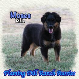 Moses - Black tri male Miniature Australian Shepherd puppy in Forestburg, Texas from Flaming Dill Ranch Aussies