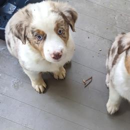 Miniature Australian Shepherd Puppies from Renegade Kennels