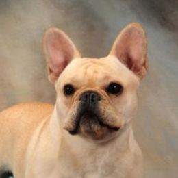 Santana - French Bulldog