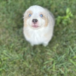 Australian Shepherd Puppies from Mud Path Australian Shepherds