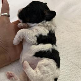 Boy 1 - Black and white male Cavapoo puppy in Nampa,, Idaho from Clig Doodle Days