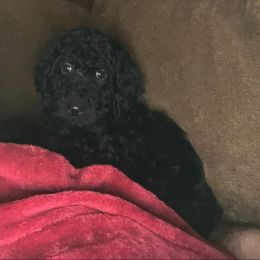 Poodle and Sheepadoodle Puppies from Wagner Kennels