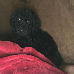 Poodle and Sheepadoodle Puppies from Wagner Kennels