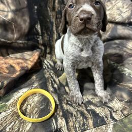 Yellow Boy - Liver roan male German Shorthaired Pointer puppy in Dearborn, Missouri from Hardwood Kennels