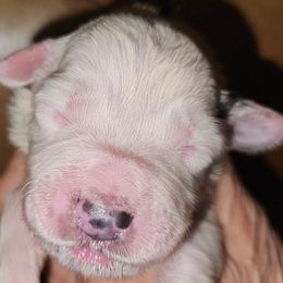 OFA Health Tested PURPLE - White and gray female Great Pyrenees puppy in Lynchburg, Tennessee from Flashlight Farmers AKC Great Pyrenees