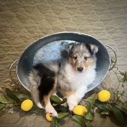 Jasmine - Blue merle female Collie puppy in Chilhowie, Virginia from Jolly Collies & Kingdom Elite Yorkshire Terriers