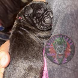 Magenta - Black female Cane Corso puppy in Stilwell, Oklahoma from Killing Joke Kennels