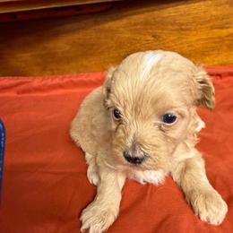 Poppi - Apricot female Maltipoo puppy in Lawrenceburg, Tennessee from LUV Poodles and Maltipoos