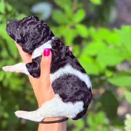 Maple - Parti female Goldendoodle puppy in Jasper, Georgia from Harrington Doodles & Poodles