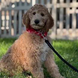Goldendoodle and Poodle Puppies from Funny Farm Poodles & Doodles