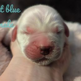 Golden Retriever Puppies from Heckmans English Cream Golden Retrievers