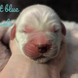 Golden Retriever Puppies from Heckmans English Cream Golden Retrievers