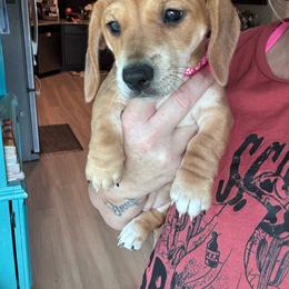 Darla - Red female Dachshund puppy in Magnolia, Texas from Little Honey’s Dachshunds