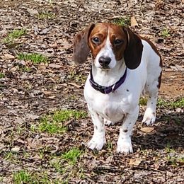 Sophia Rose - Dachshund