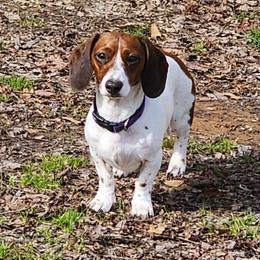 Sophia Rose - Dachshund