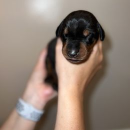Doberman Pinscher Puppies from Ludic Kennels