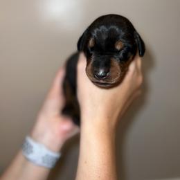 Doberman Pinscher Puppies from Ludic Kennels