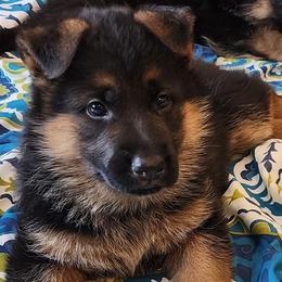 German Shepherd Puppies from Strittmater Kennels