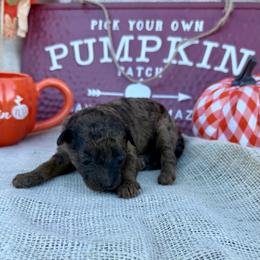 Penelope - Red merle female Bordoodle puppy in Canfield, Ohio from Poo's Doo's & Inu's