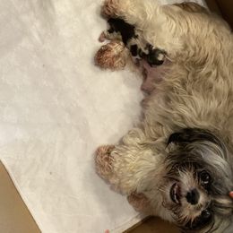 Shih Tzu Puppies from Sandi's Shih Tzu