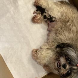 Shih Tzu Puppies from Sandi's Shih Tzu