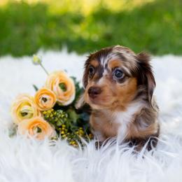Cruz (Looking for Guardian Home) - Dapple female Dachshund puppy in Floral City, Florida from Daisy's Doxies