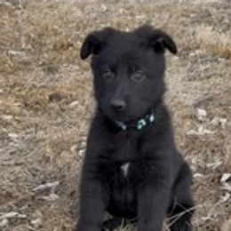 German Shepherd Puppies from Czech Working Lines