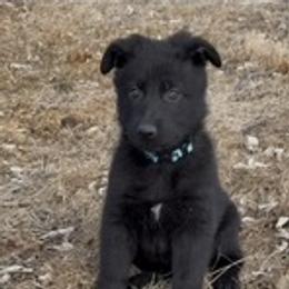 German Shepherd Puppies from Czech Working Lines