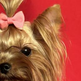 Ruby - Yorkshire Terrier