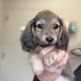 Girl 3 - female Dachshund puppy in Crystal, Michigan from Mare-bella Dachshunds