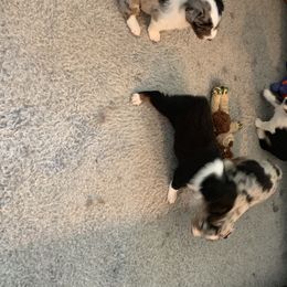 "Sold" Miniature American Shepherd Puppies from Tenley’s Miniature American Shepherds