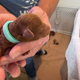 Boy 6 - male Poodle puppy in Olympia, Washington from Che Bella Amore Lagotti