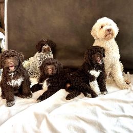 Lagotto Romagnolo Puppies from Joyful Lagotti