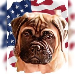 Bullmastiff Puppies from Amulet Bullmastiffs