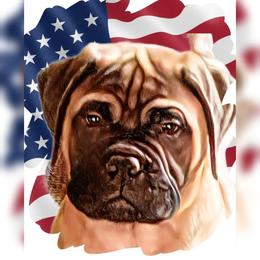Bullmastiff Puppies from Amulet Bullmastiffs