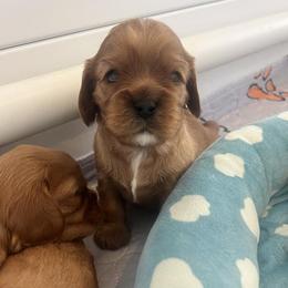 Cavalier King Charles Spaniel Puppies from Franhaven Kennel