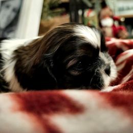 Girl 3 - Gold and white female Shih Tzu puppy in North Carolina from WillowCreek Mountain View Shih Tzu