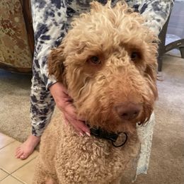 Nugget - Goldendoodle