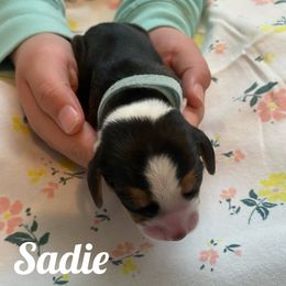 Sadie - Black red and white Beagle puppy in Renton, Washington from Prancing Beagles