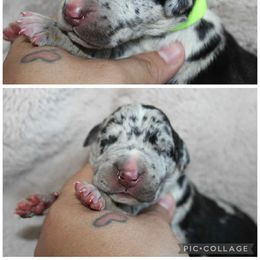 Dolly - Merle female Great Dane puppy in Spokane, Washington from Phoenix Family Danes