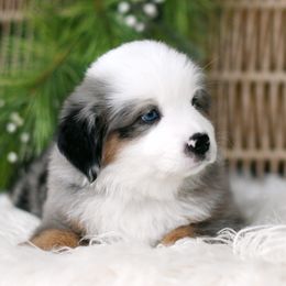 BISCOTTI - Blue merle male Miniature American Shepherd puppy in Pasco, Washington from ROCK CREEK