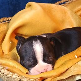 Nero - Black brindle and white male Boston Terrier puppy in Smallett, Missouri from B's Bostons