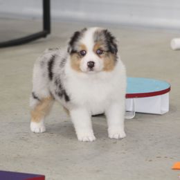 Paisley - Blue merle female Australian Shepherd puppy in Jameson, Missouri from Sky Creek