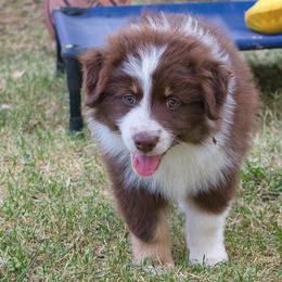 Australian Shepherd Puppies from Dream E River Ranch