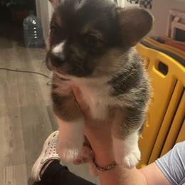 Shadow - Black and tan male Pembroke Welsh Corgi puppy in Lavon, Texas from Living Simply with Corgi's