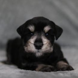 Seraphena - Black and silver female Miniature Schnauzer puppy in Tremonton, Utah from Rocky Mountain Schnauzer