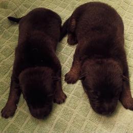 Boy 1 - Black and tan male German Shepherd puppy in La Pine, Oregon from Granville/Diamond Peak German Shepherds