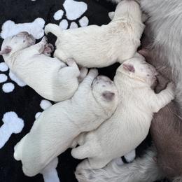 Boy 1 - White male West Highland White Terrier puppy in Alabaster, Alabama from Southern Belle Westies