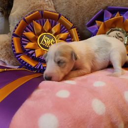 Silken Windhound Puppies from Allagante Silkens