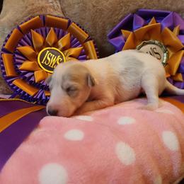 Silken Windhound Puppies from Allagante Silkens